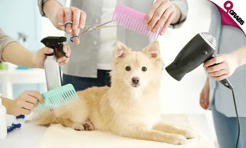 Pet Grooming Course!